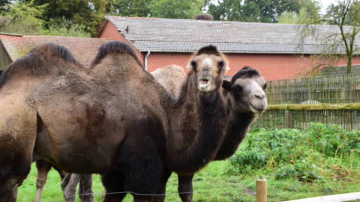 Dierenpark Nadermann